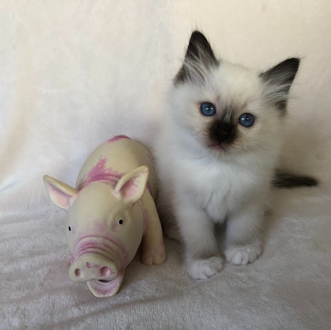 birman kittens for sale