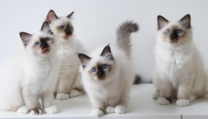 Birman kittens in Canada