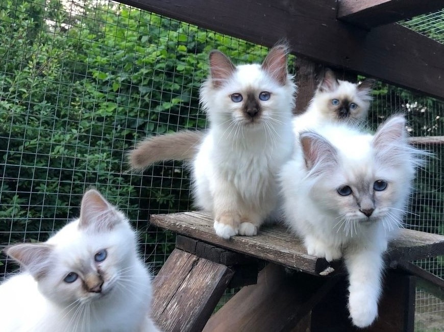 birman kittens for sale