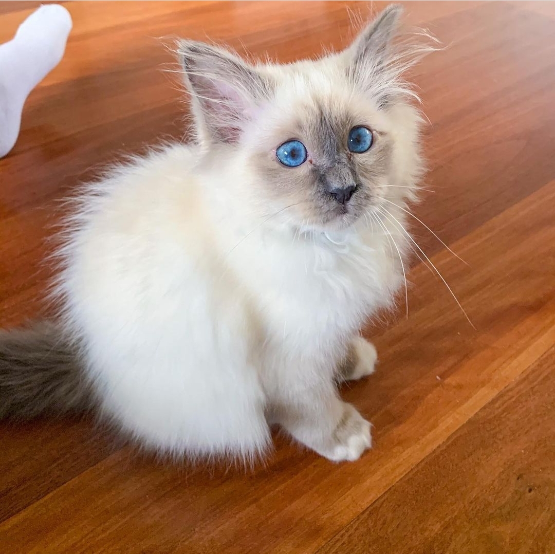 Available Birman Kittens For Sale - Birman Cat Breeder