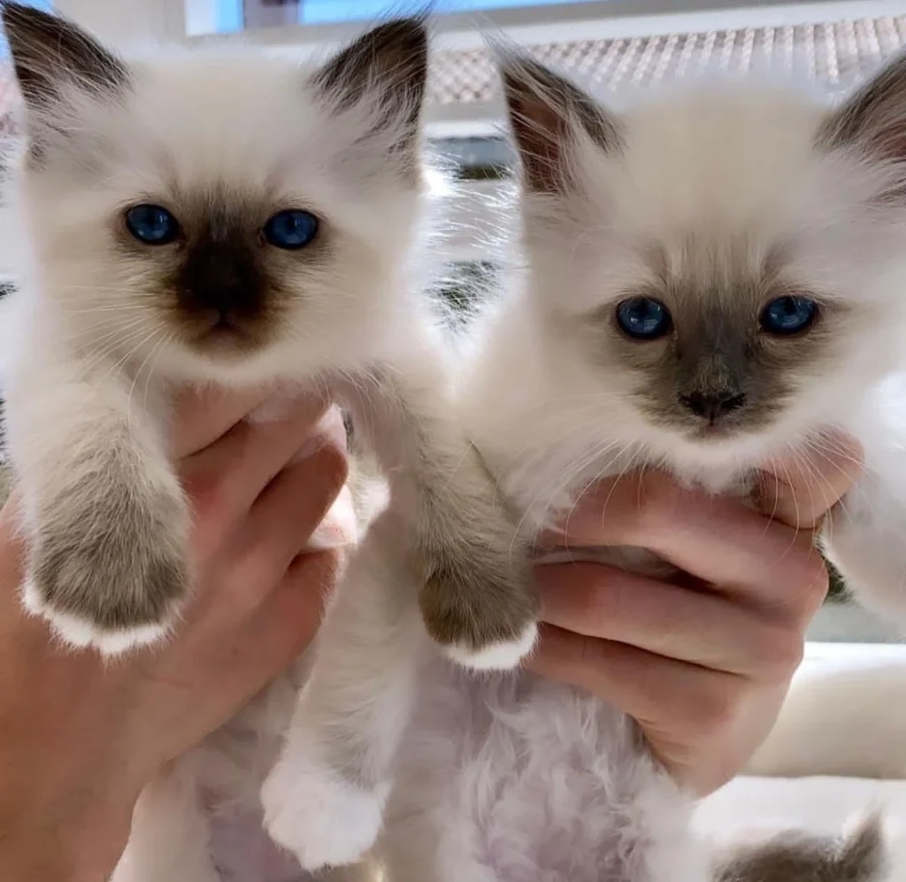 Birman kittens for sale