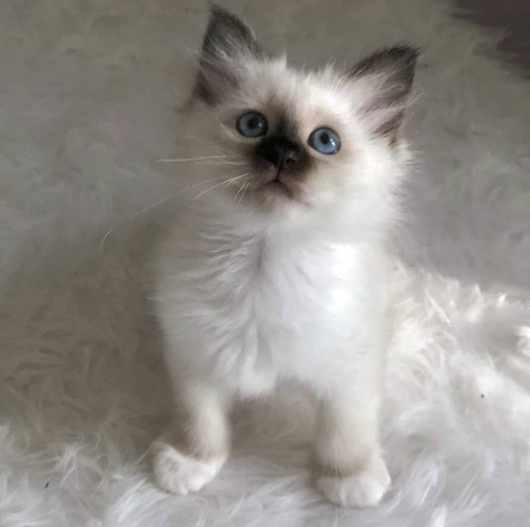 birman kittens for sale