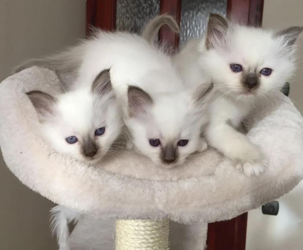 birman kittens for sale