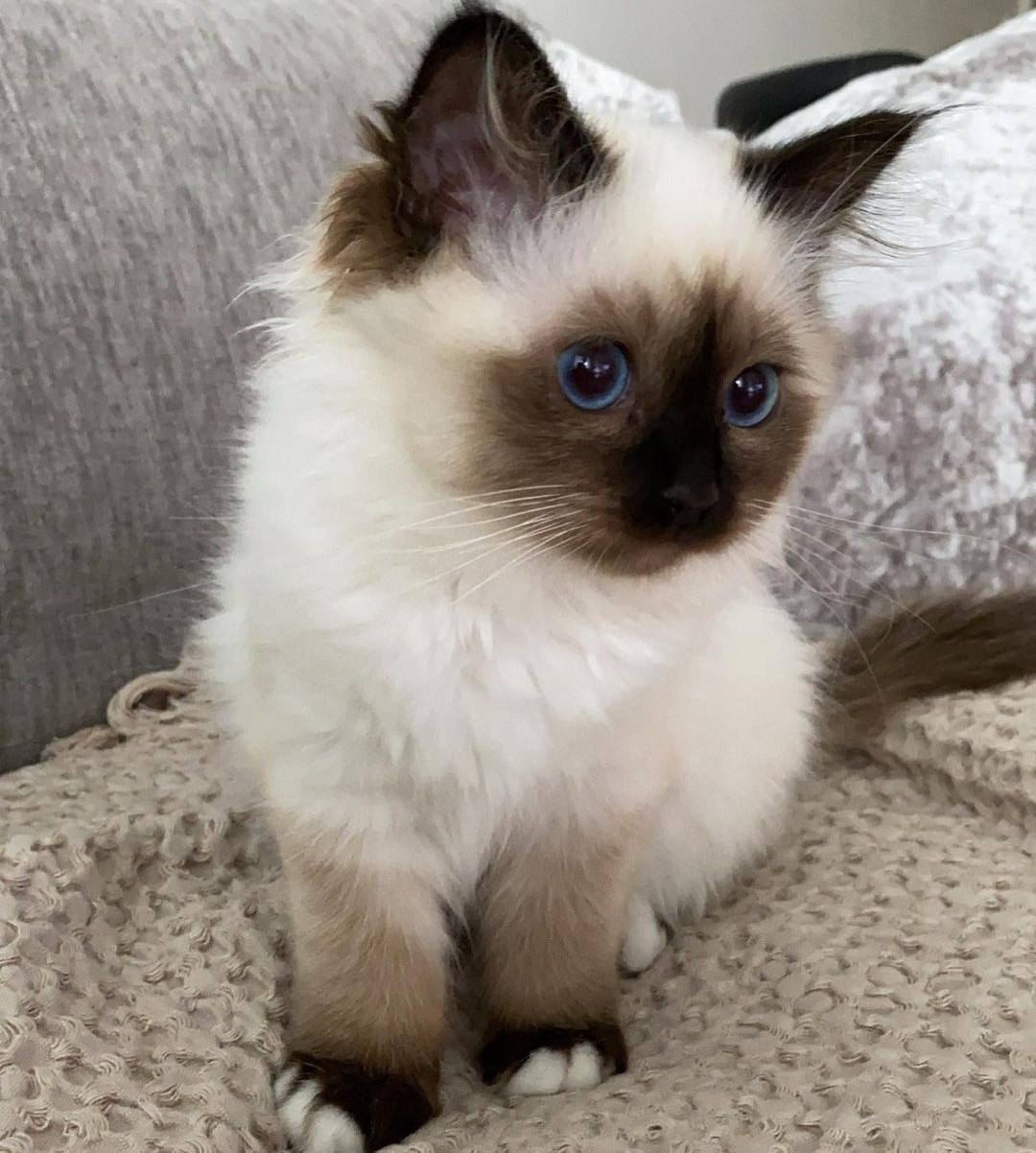 birman kittens for sale