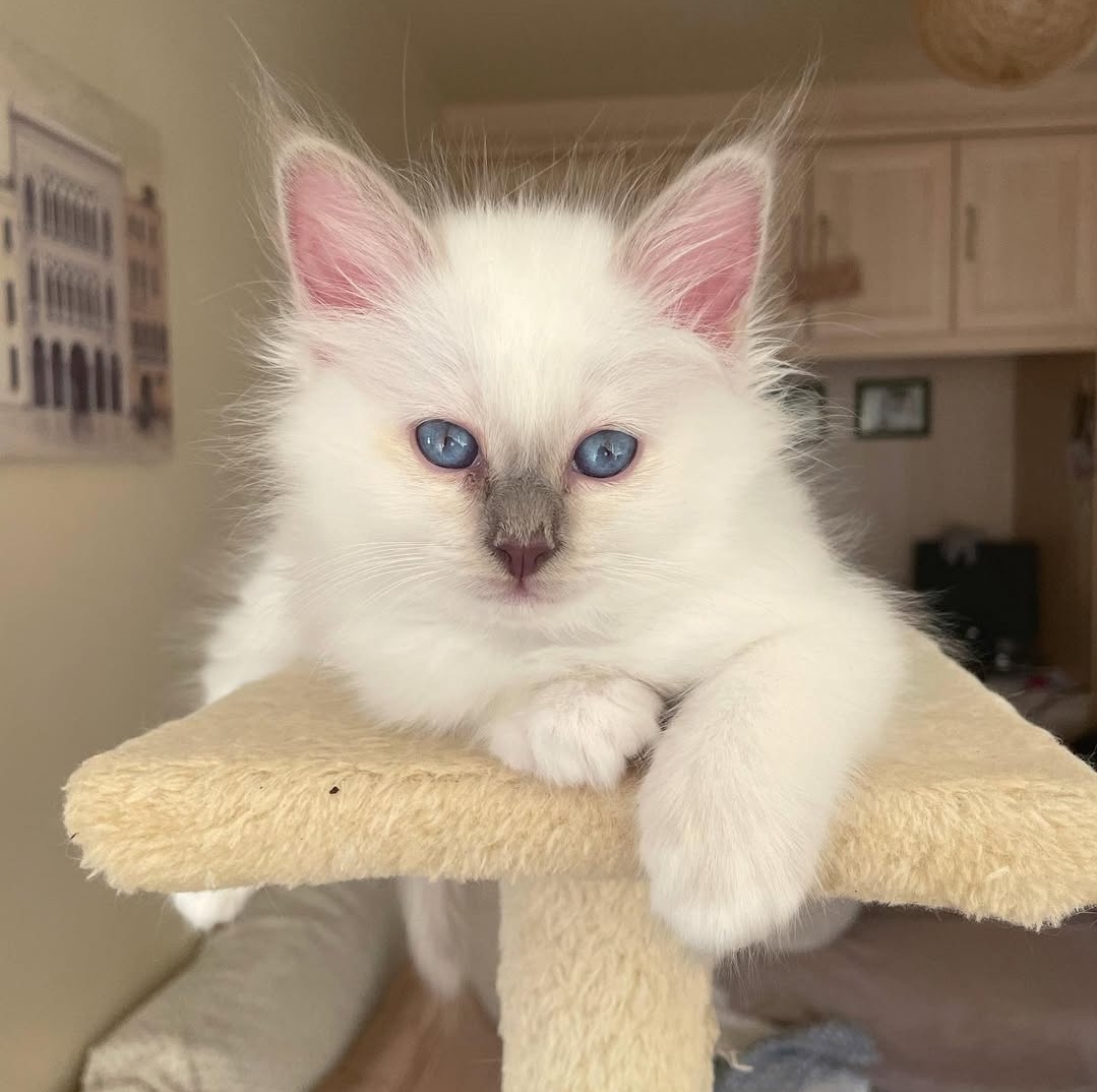 Birman kittens for sale