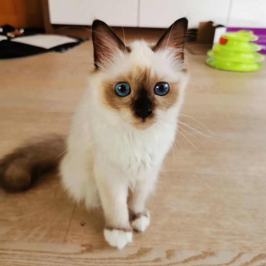 Loki birman kitten 0 birman kitten for sale