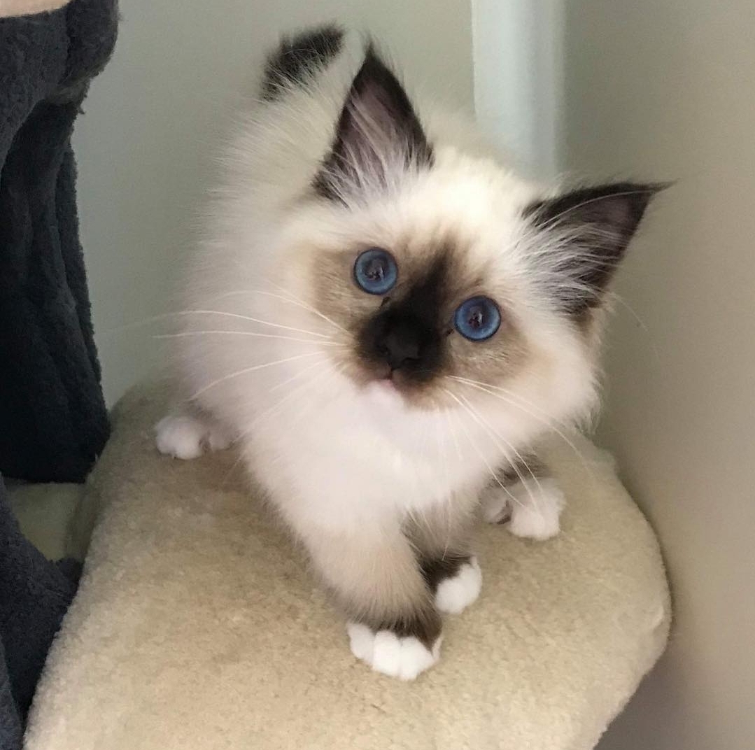 birman kitten for sale