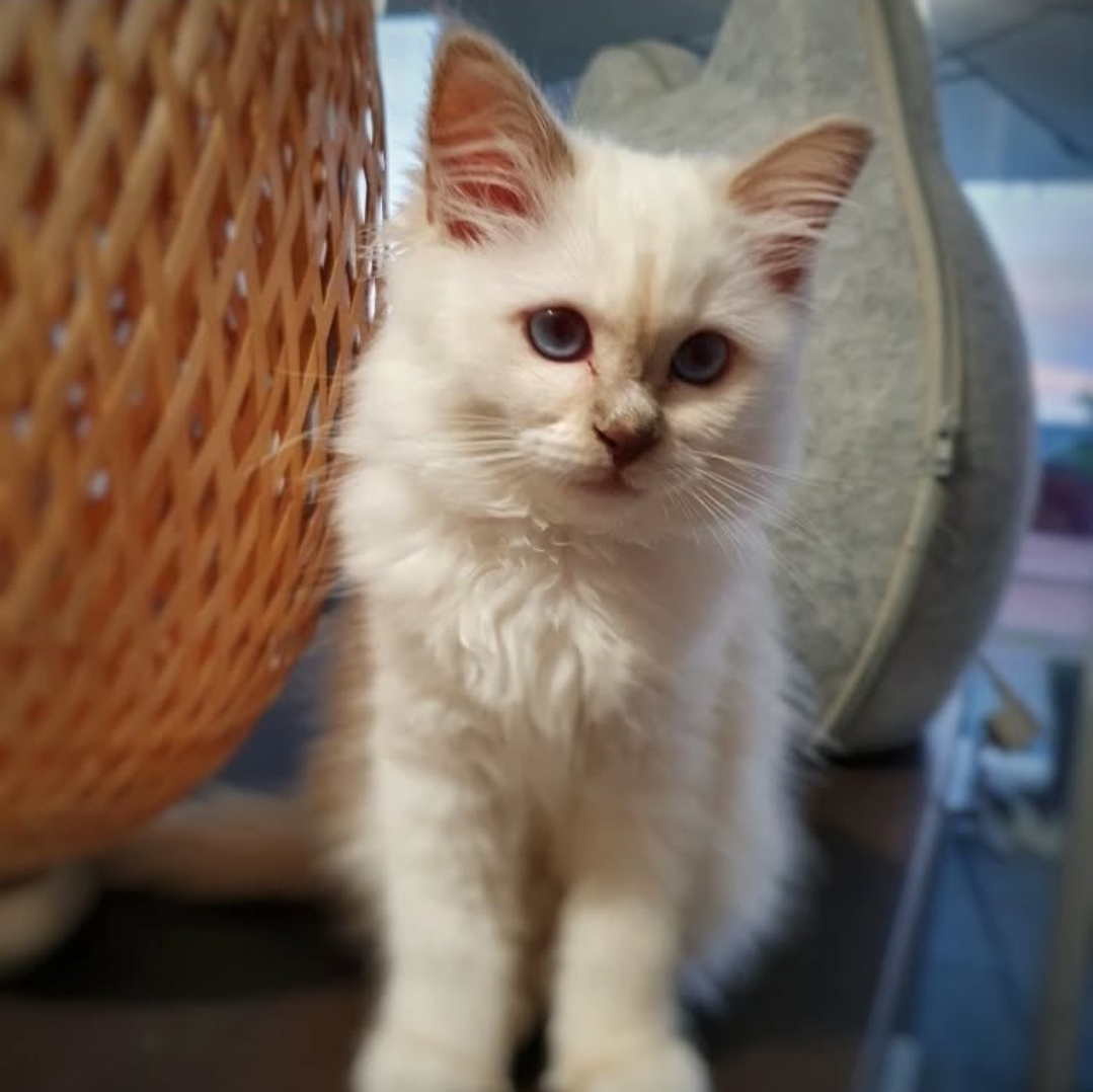 Toby Birman Kitten 0 birman kitten for sale