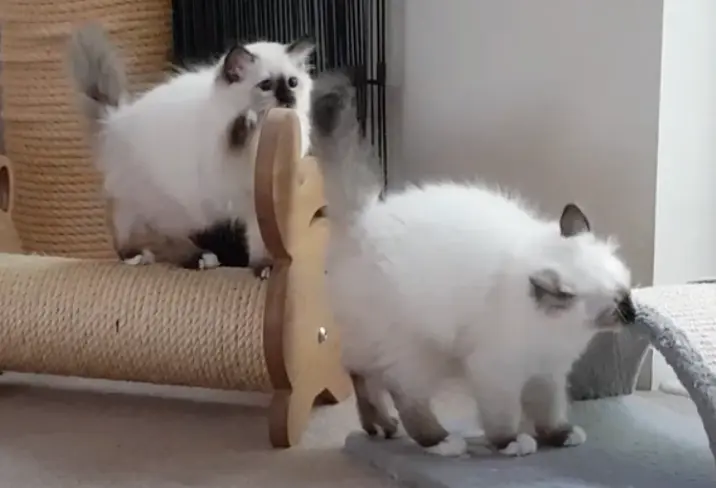 Birman cat for sale