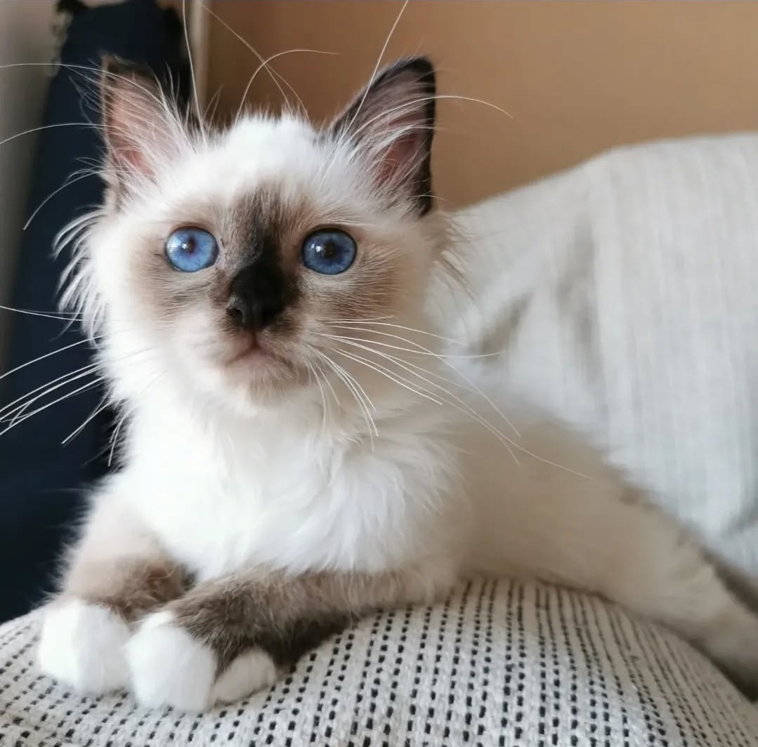 birman kitten for sale