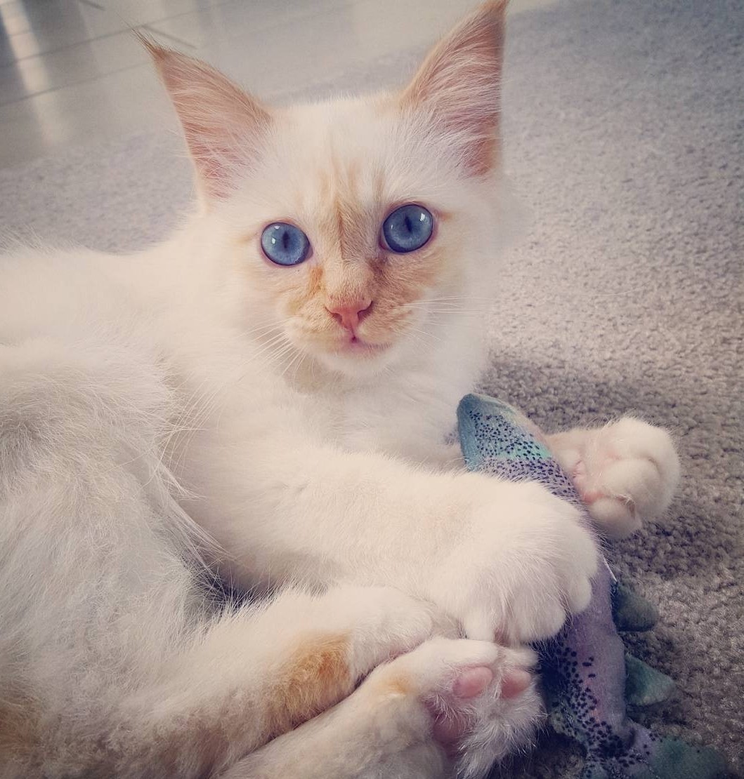 Milo Birman Kitten 0346