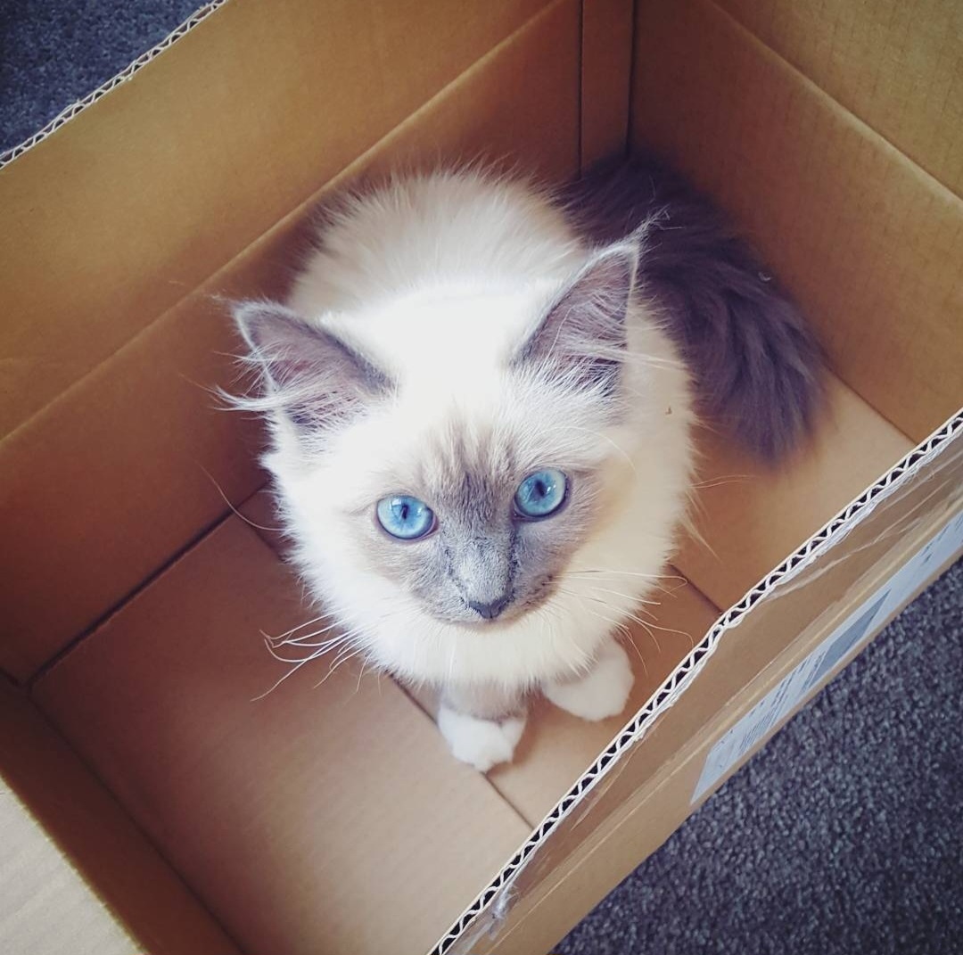 birman kitten for sale