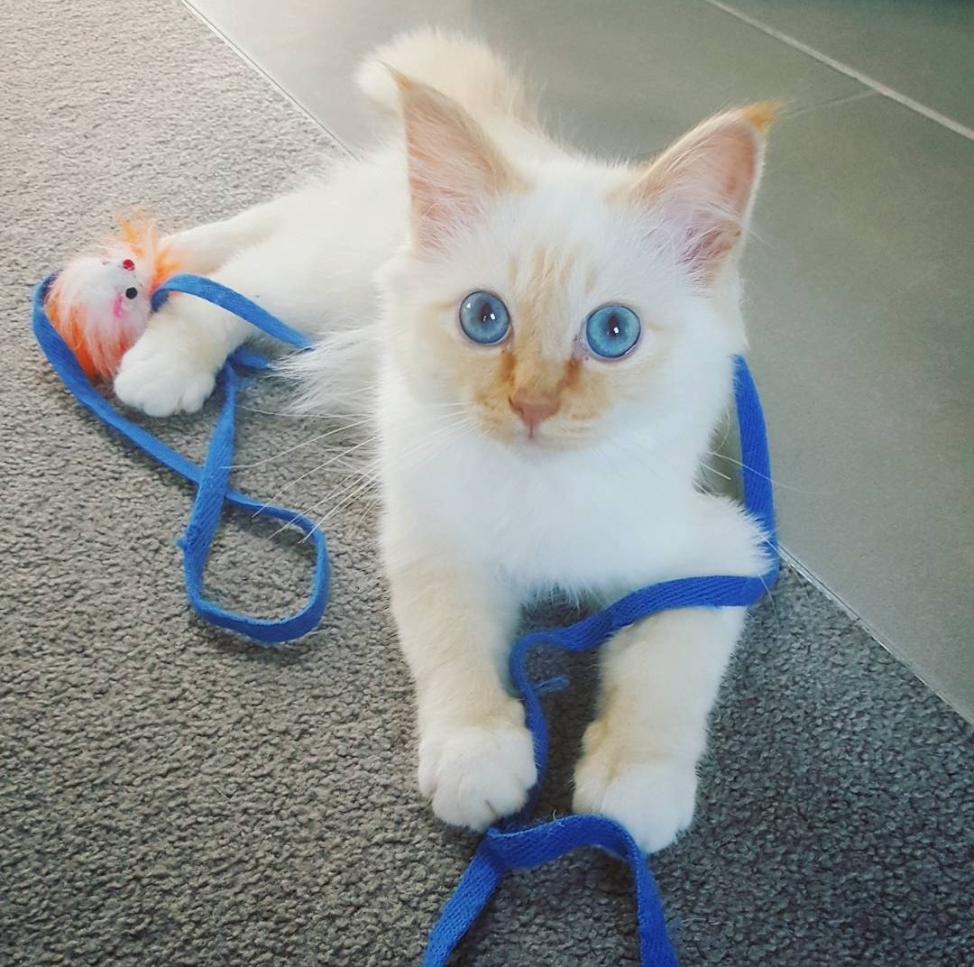 birman kittens for sale