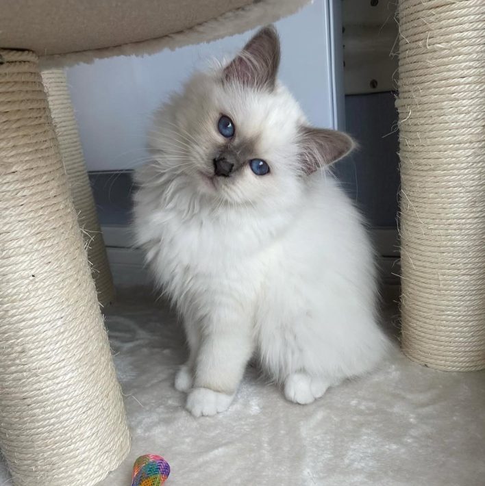 Bella birman kitten 0 Bella birman kitten 0