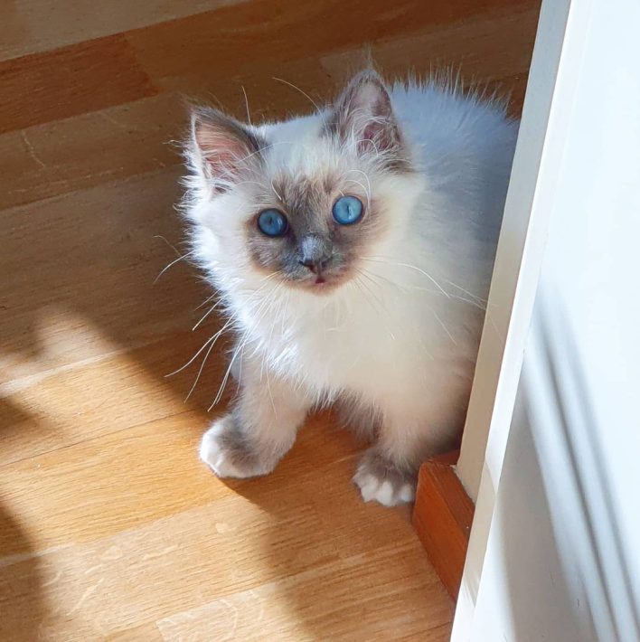 Daisy birman kitten..