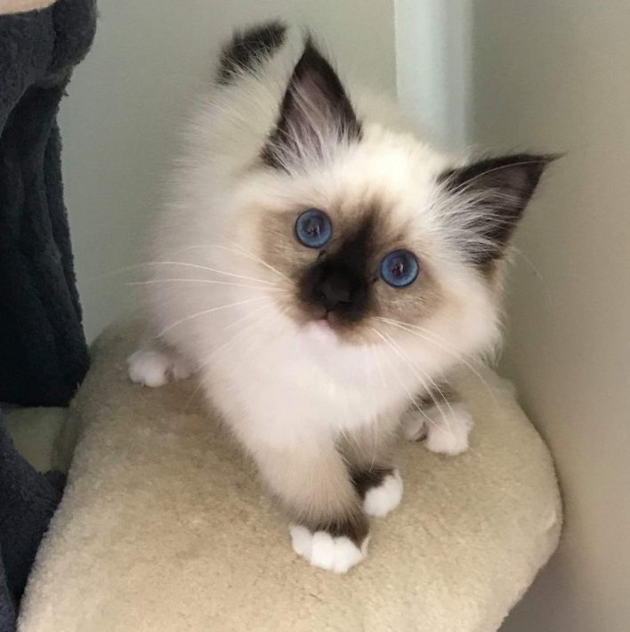 Luna birman kitten 0 birman kitten for sale