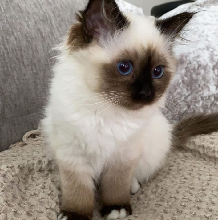 birman kittens for sale