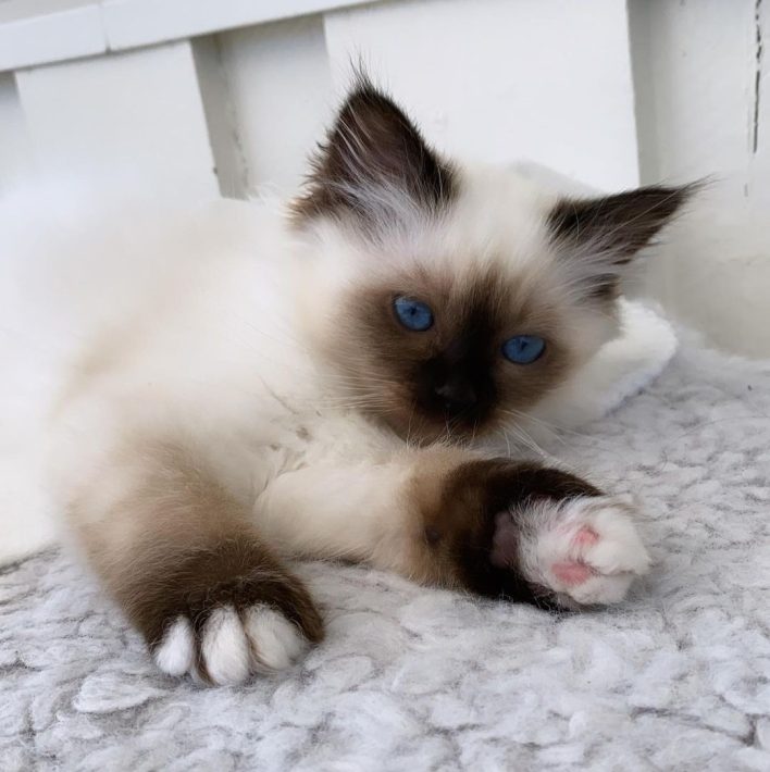 birman kittens for sale